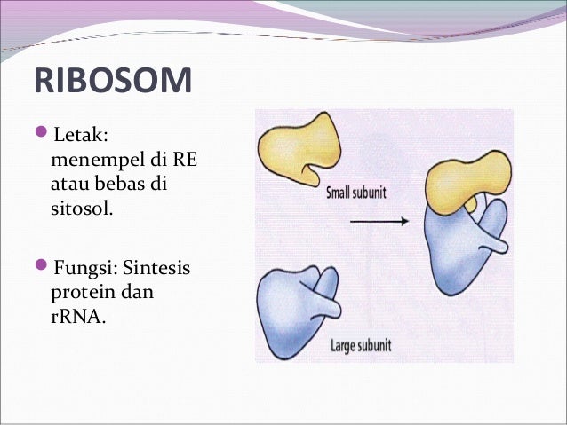 Pengertian sel  hewan  dan  tumbuhan