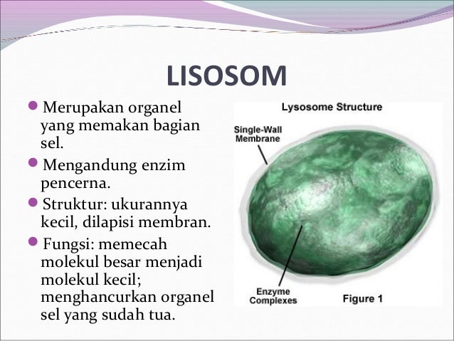 Pengertian sel  hewan  dan  tumbuhan