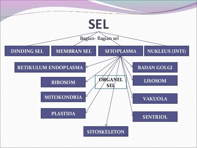 Pengertian Sel Hewan Dan Tumbuhan