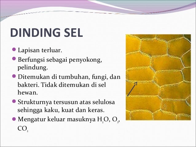 Pengertian Sel Hewan Dan Tumbuhan