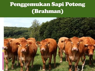 Penggemukan Sapi Potong
(Brahman)

 