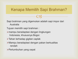Kenapa Memilih Sapi Brahman?


Sapi brahman yang digemukan adalah sapi impor dari
Australia
Tujuan memilih sapi brahman :
mampu beradaptasi dengan lingkungan
Indonesia, khususnya Bogor.
Tahan terhadap gigitan caplak
Mampu beradaptasi dengan pakan berkualitas
rendah
Pertumbuhan yang cepat

 