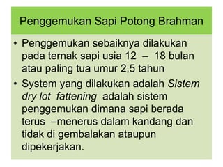 Penggemukan Sapi Potong Brahman
• Penggemukan sebaiknya dilakukan
pada ternak sapi usia 12 – 18 bulan
atau paling tua umur 2,5 tahun
• System yang dilakukan adalah Sistem
dry lot fattening adalah sistem
penggemukan dimana sapi berada
terus –menerus dalam kandang dan
tidak di gembalakan ataupun
dipekerjakan.

 