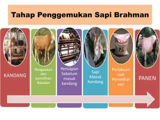 Tahap Penggemukan Sapi Brahman

KANDANG

Pengadaan
dan
pemilihan
Bakalan

Persiapan
Sebelum
masuk
kandang

Sapi
Masuk
Kandang

Perlakuan
saat
Pemelihar
aan

PANEN

 