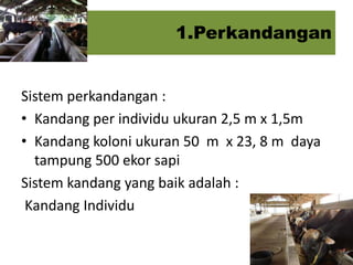 1.Perkandangan

Sistem perkandangan :
• Kandang per individu ukuran 2,5 m x 1,5m
• Kandang koloni ukuran 50 m x 23, 8 m daya
tampung 500 ekor sapi
Sistem kandang yang baik adalah :
Kandang Individu

 