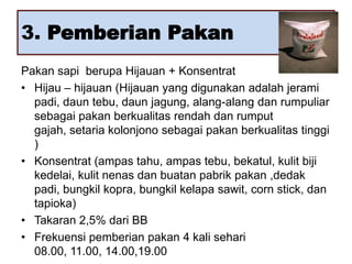 3. Pemberian Pakan
Pakan sapi berupa Hijauan + Konsentrat
• Hijau – hijauan (Hijauan yang digunakan adalah jerami
padi, daun tebu, daun jagung, alang-alang dan rumpuliar
sebagai pakan berkualitas rendah dan rumput
gajah, setaria kolonjono sebagai pakan berkualitas tinggi
)
• Konsentrat (ampas tahu, ampas tebu, bekatul, kulit biji
kedelai, kulit nenas dan buatan pabrik pakan ,dedak
padi, bungkil kopra, bungkil kelapa sawit, corn stick, dan
tapioka)
• Takaran 2,5% dari BB
• Frekuensi pemberian pakan 4 kali sehari
08.00, 11.00, 14.00,19.00

 