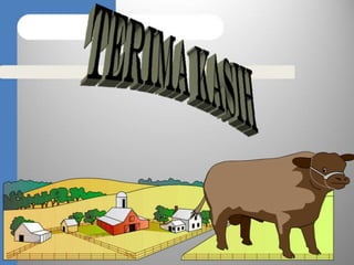 Penggemukan sapi brahman