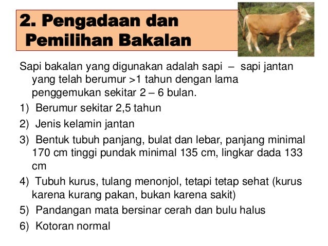 Penggemukan sapi brahman