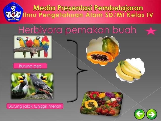 530+ Gambar Susunan Gigi Hewan Omnivora HD Terbaik