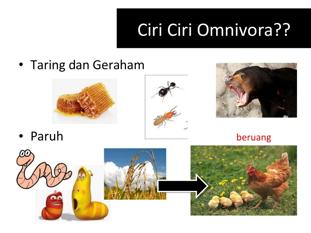 Penggolongan hewan  Karnivora  Herbivora  Omnivora 