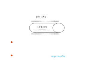 Extrasel lebih banyak mengandung ion natrium sehingga
 muatan lebih positif, sebaliknya intrasel lebih banyak
 mengandung ion kalium sehingga muatannya lebih negatif.
Sifat membran sel saraf relatif impermeable terhadap kedua
 ion.
 