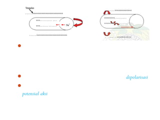 Stimulus yang datang menyebabkan terjadinya pembalikan
  potensial listrik. Ion natrium secara cepat berpindah ke
  bagian dalam sel saraf sehingga muatan bagian luar menjadi
  lebih negatif dibanding bagian dalam sel saraf.
Dalam keadaan ini, sel saraf dikatakan mengalami depolarisasi.
Pada tempat perangsangan (datangnya stimulus) terbentuklah
  potensial aksi. Jika stimulus cukup kuat, potensial aksi akan
  dialirkan secara cepat ke sepanjang membran serabut akson.
 