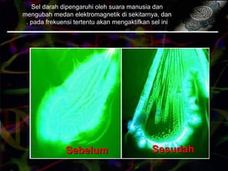 SebelumSebelum SesudahSesudah
Sel darah dipengaruhi oleh suara manusia dan
mengubah medan elektromagnetik di sekitarnya, dan
pada frekuensi tertentu akan mengaktifkan sel ini.
 