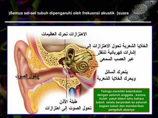 Semua sel-sel tubuh dipengaruhi oleh frekuensi akustik (suara(
Telinga memiliki keterikatanTelinga memiliki keterikatan
dengan seluruh anggota , karenadengan seluruh anggota , karena
itulah patut diberi tahu bahwaitulah patut diberi tahu bahwa
tubuh selalu berpindah ke seluruhtubuh selalu berpindah ke seluruh
bagian tubuh dan memberikanbagian tubuh dan memberikan
pengatuh atasnyapengatuh atasnya
 