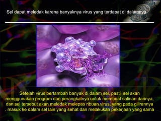 Sel dapat meledak karena banyaknya virus yang terdapat di dalamnya
Setelah virus bertambah banyak di dalam sel, pasti sel akan
menggunakan program dan perangkatnya untuk membuat salinan darinya,
dan sel tersebut akan meledak melepas ribuan virus, yang pada gilirannya
masuk ke dalam sel lain yang sehat dan melakukan pekerjaan yang sama.
 