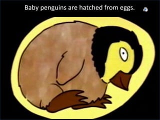 Pen Baby penguins are hatched from eggs.  