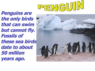 Penguins are the only birds that can swim but cannot fly. Fossils of these sea birds date to about 50 million years ago. PENGUIN 