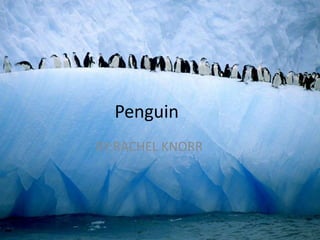BY:RACHEL KNORR
Penguin
 