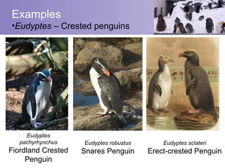 Examples
•Eudyptes – Crested penguins




     Eudyptes
   pachyrhynchus    Eudyptes robustus       Eudyptes sclateri
Fiordland Crested   Snares Penguin      Erect-crested Penguin
     Penguin
 