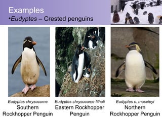 Examples
  •Eudyptes – Crested penguins




 Eudyptes chrysocome   Eudyptes chrysocome filholi     Eudyptes c. moseleyi
     Southern      Eastern Rockhopper                     Northern
Rockhopper Penguin       Penguin                     Rockhopper Penguin
 