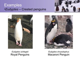 Examples
•Eudyptes – Crested penguins




     Eudyptes schlegeli        Eudyptes chrysolophus
    Royal Penguins             Macaroni Penguin
 