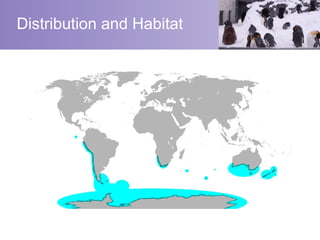 Distribution and Habitat
 