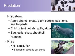 Predation

• Predators:
  – Adult: sharks, orcas, giant petrels, sea lions,
    sea leopards
  – Chick: giant petrels, gulls, skua
  – Egg: gulls, skua, sheathbill
  – Humans
• Prey
  – Krill, squid, fish
     • But not all species eat these
 