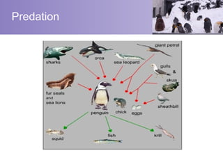 Predation
 