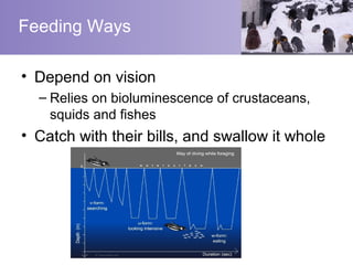 Feeding Ways

• Depend on vision
  – Relies on bioluminescence of crustaceans,
    squids and fishes
• Catch with their bills, and swallow it whole
 