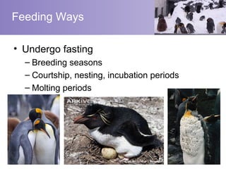 Feeding Ways

• Undergo fasting
  – Breeding seasons
  – Courtship, nesting, incubation periods
  – Molting periods
 