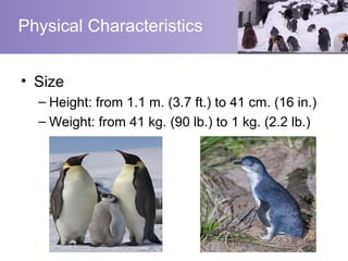 Physical Characteristics


• Size
  – Height: from 1.1 m. (3.7 ft.) to 41 cm. (16 in.)
  – Weight: from 41 kg. (90 lb.) to 1 kg. (2.2 lb.)
 