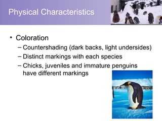 Physical Characteristics


• Coloration
  – Countershading (dark backs, light undersides)
  – Distinct markings with each species
  – Chicks, juveniles and immature penguins
    have different markings
 