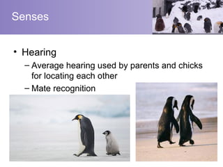 Senses


• Hearing
  – Average hearing used by parents and chicks
    for locating each other
  – Mate recognition
 