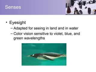 Senses


• Eyesight
  – Adapted for seeing in land and in water
  – Color vision sensitive to violet, blue, and
    green wavelengths
 