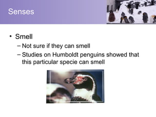 Senses


• Smell
  – Not sure if they can smell
  – Studies on Humboldt penguins showed that
    this particular specie can smell
 