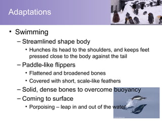Adaptations

• Swimming
  – Streamlined shape body
     • Hunches its head to the shoulders, and keeps feet
       pressed close to the body against the tail
  – Paddle-like flippers
     • Flattened and broadened bones
     • Covered with short, scale-like feathers
  – Solid, dense bones to overcome buoyancy
  – Coming to surface
     • Porpoising – leap in and out of the water
 