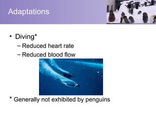 Adaptations


• Diving*
  – Reduced heart rate
  – Reduced blood flow




* Generally not exhibited by penguins
 