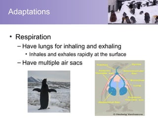 Adaptations


• Respiration
  – Have lungs for inhaling and exhaling
    • Inhales and exhales rapidly at the surface
  – Have multiple air sacs
 