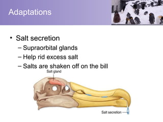 Adaptations


• Salt secretion
  – Supraorbital glands
  – Help rid excess salt
  – Salts are shaken off on the bill
 