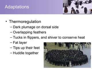 Adaptations


• Thermoregulation
  – Dark plumage on dorsal side
  – Overlapping feathers
  – Tucks in flippers, and shiver to conserve heat
  – Fat layer
  – Tips up their feet
  – Huddle together
 