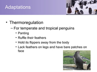 Adaptations


• Thermoregulation
  – For temperate and tropical penguins
    •   Panting
    •   Ruffle their feathers
    •   Hold its flippers away from the body
    •   Lack feathers on legs and have bare patches on
        face
 