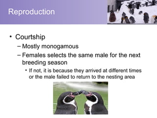 Reproduction


• Courtship
  – Mostly monogamous
  – Females selects the same male for the next
    breeding season
    • If not, it is because they arrived at different times
      or the male failed to return to the nesting area
 