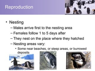 Reproduction


• Nesting
  – Males arrive first to the nesting area
  – Females follow 1 to 5 days after
  – They nest on the place where they hatched
  – Nesting areas vary:
    • Some near beaches, or steep areas, or burrowed
      deposits
 