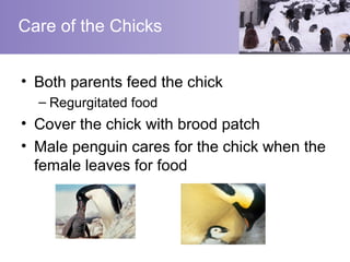 Care of the Chicks


• Both parents feed the chick
  – Regurgitated food
• Cover the chick with brood patch
• Male penguin cares for the chick when the
  female leaves for food
 