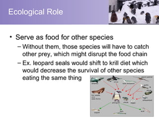 Ecological Role


• Serve as food for other species
  – Without them, those species will have to catch
    other prey, which might disrupt the food chain
  – Ex. leopard seals would shift to krill diet which
    would decrease the survival of other species
    eating the same thing
 