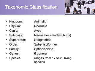 Taxonomic Classification

•   Kingdom:      Animalia
•   Phylum:       Chordata
•   Class:        Aves
•   Subclass:     Neornithes (modern birds)
•   Superorder:   Neognathae
•   Order:        Sphenisciformes
•   Family:       Spheniscidae
•   Genus:        6 genera
•   Species:      ranges from 17 to 20 living
                  species
 
