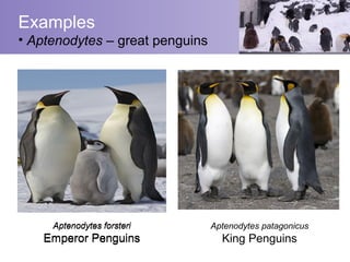 Examples
• Aptenodytes – great penguins




     Aptenodytes forsteri        Aptenodytes patagonicus
    Emperor Penguins               King Penguins
 