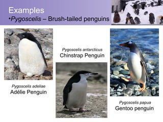 Examples
•Pygoscelis – Brush-tailed penguins



                      Pygoscelis antarcticus
                      Chinstrap Penguin




 Pygoscelis adeliae
Adélie Penguin
                                                Pygoscelis papua
                                               Gentoo penguin
 