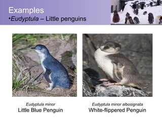Examples
•Eudyptula – Little penguins




      Eudyptula minor           Eudyptula minor albosignata
   Little Blue Penguin         White-flippered Penguin
 