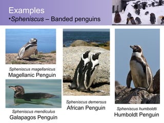 Examples
•Spheniscus – Banded penguins




Spheniscus magellanicus
Magellanic Penguin



                          Spheniscus demersus
                          African Penguin       Spheniscus humboldti
 Spheniscus mendiculus
Galapagos Penguin                               Humboldt Penguin
 